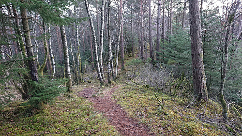 Trail south/southeast from Bella's plass