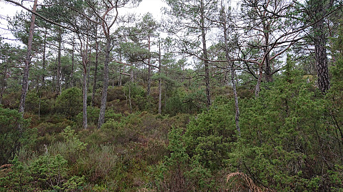 Towards the highest point at Røttingen from the trail north of Ternhaugen
