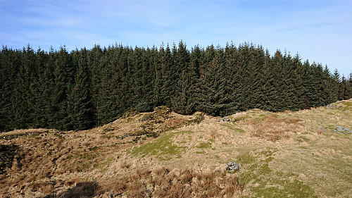 The marked trail entering into the forest