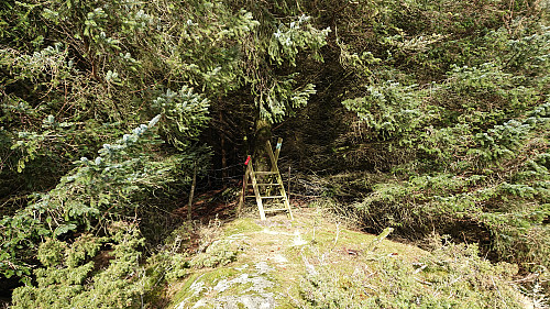 The marked trail entering into the forest