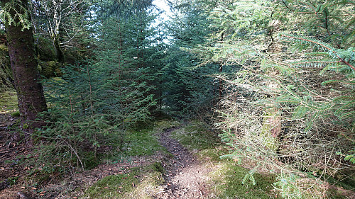Trail towards Kvamsvågen from Storhøyen/Tveitaneset