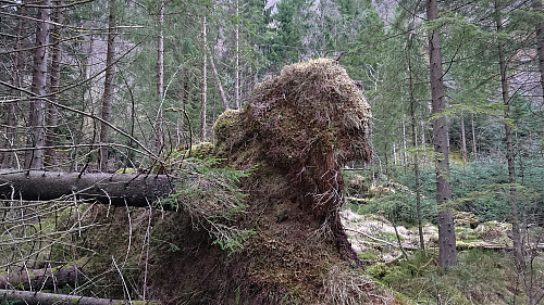Unknown animal (bison?) next to Jordalsveien ;)