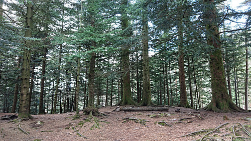 The summit area at Lerkhaugen