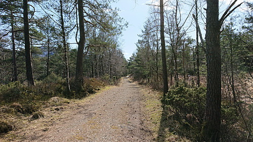 Forest/gravel road on the way to Tereleitet