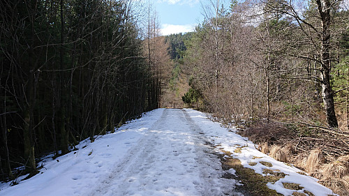 Snow-covered forest/gravel road on the way to Tereleitet