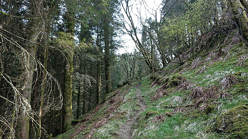 The excellent trail up Utapåegga