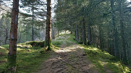 More of the excellent trail up Utapåegga
