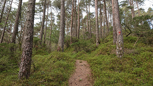 Marked trail towards Nesevarden
