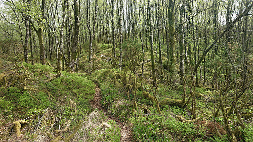 Trail towards Lauvåsen