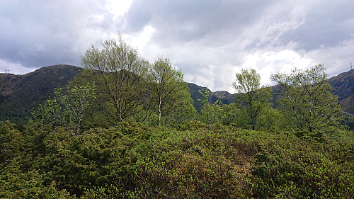 The summit of Lauvåsen