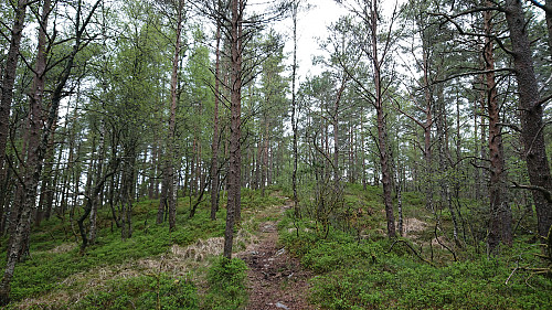 Approaching Høgehaugen