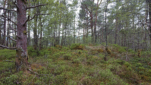 The summit of Høgehaugen