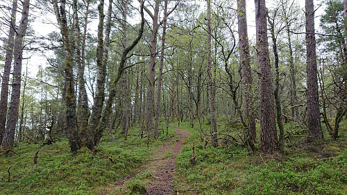 On the way to Klubben