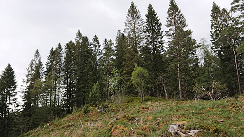 Approaching the summit of Klubben