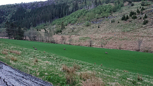 Four of a total of eleven deer spotted on the drive along Kvamsvegen