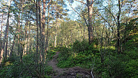 Trail to Træshovden