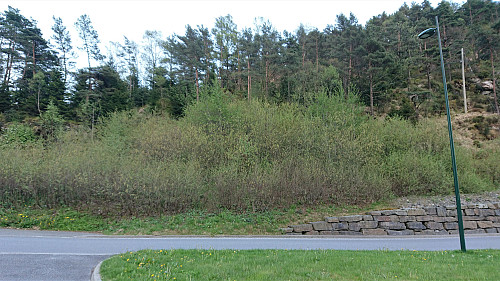 Looking back at where the old road/trail ended