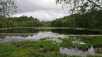 Lauvåstjørna