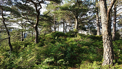 The summit of Allestadhaugen