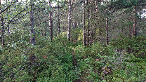 Trail to Hesjaholten