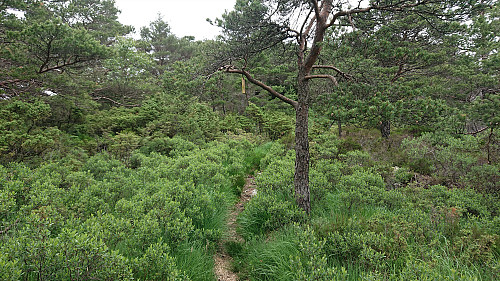 Marked trail towards Nonkletten