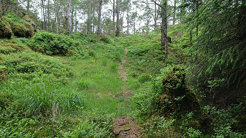 The better part of the trail between Nonkletten and Moldstigahaugen