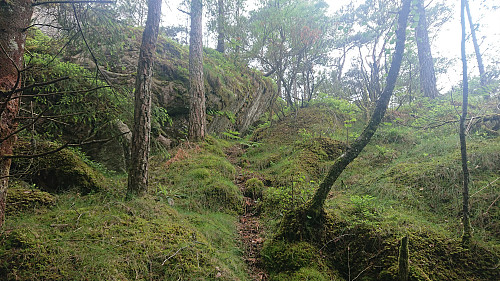 Following a deer track towards the summit of Moldstigahaugen