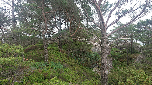 Approaching the summit of Moldstigahaugen