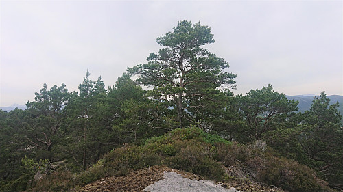 The summit of Moldstigahaugen