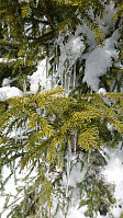 totenasen_20180316_5aabc071e8a31.jpg