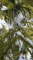 totenasen_20180316_5aabc0727572c.jpg