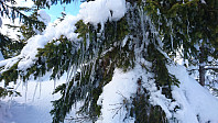 totenasen_20180316_5aabc073c981e.jpg