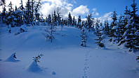 totenasen_20180316_5aabc07591ba3.jpg