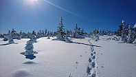 totenasen_20180317_5aad18f68875d.jpg