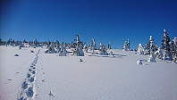 totenasen_20180317_5aad18f77f201.jpg