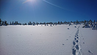 totenasen_20180317_5aad18f88b6ce.jpg