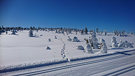 totenasen_20180317_5aad18f977e80.jpg