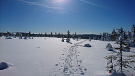 totenasen_20180317_5aad18fb84d12.jpg