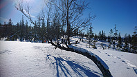 totenasen_20180317_5aad18fe679cb.jpg