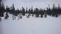 totenasen_20180326_5ab8eaae5c275.jpg