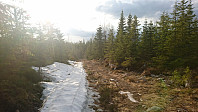 totenasen_20180510_5af486f76a19c.jpg