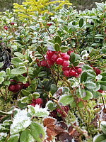 totenasen_20191101_5dbc6e893fcae.jpg