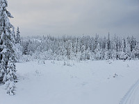 totenasen_20191114_5dcd572cee9d6.jpg