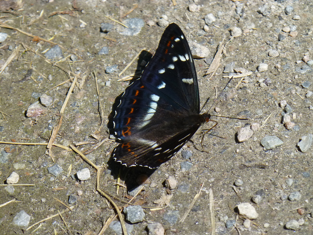 Ospesommerfugl