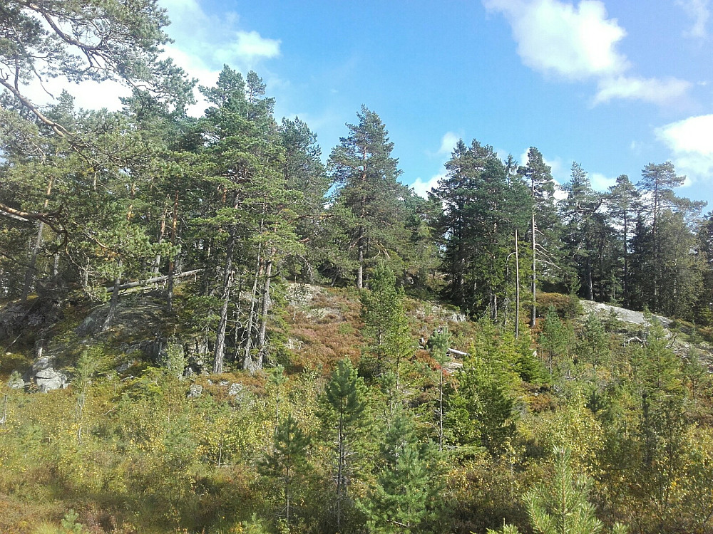 Mot siste toppknause