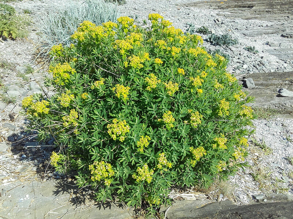 Strandvortemelk