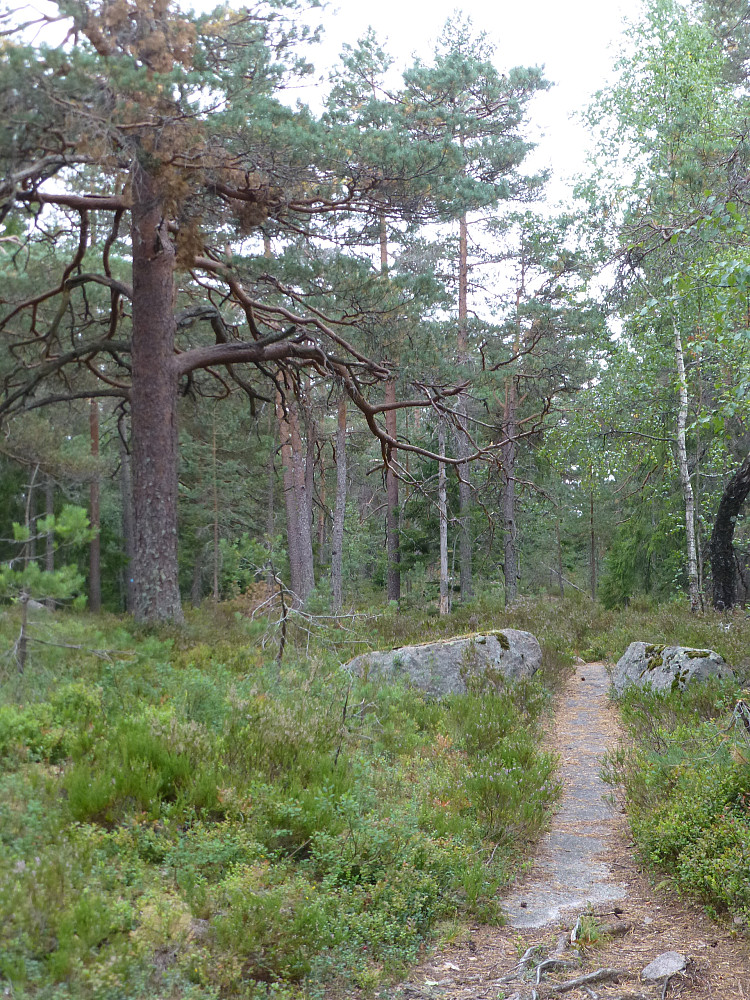 Stien inn til Holmefjell