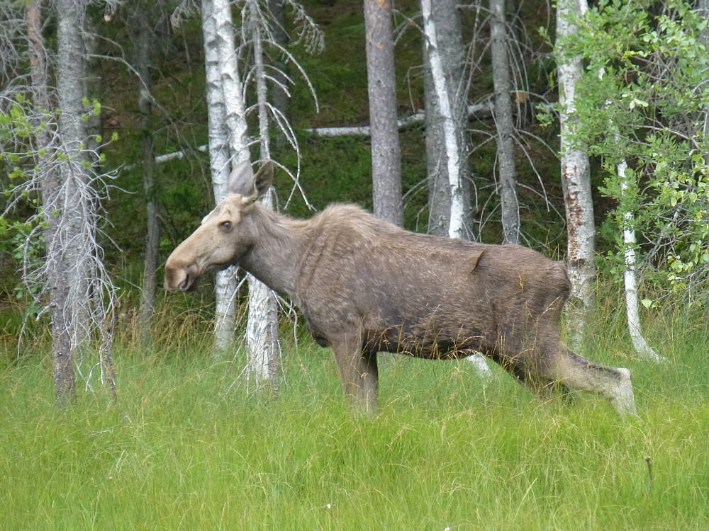 Elgen som vi så som sto som fryst i myra i lang tid bare på 30-40 meters hold
