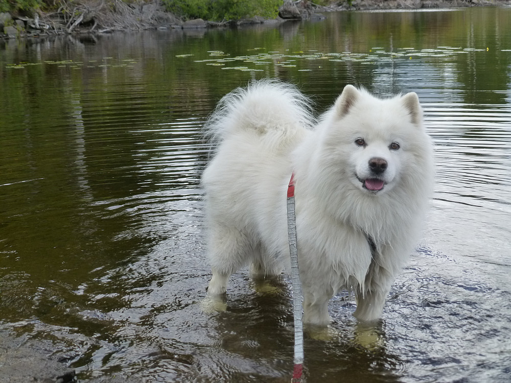 Anjing bader på Breivann etter turen