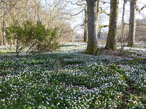 Hvitveisblomstring på Jomfruland